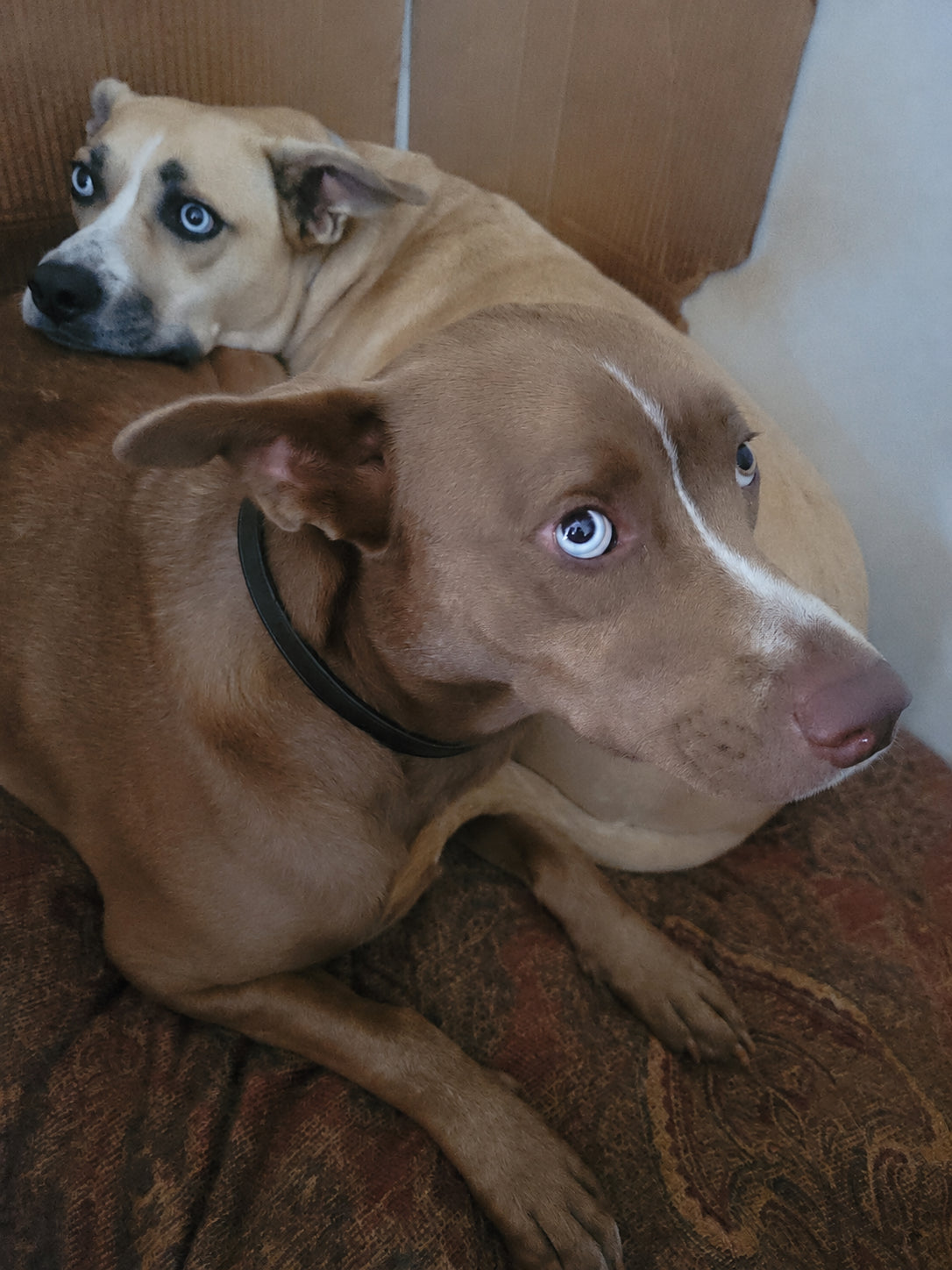 Taylor D. review